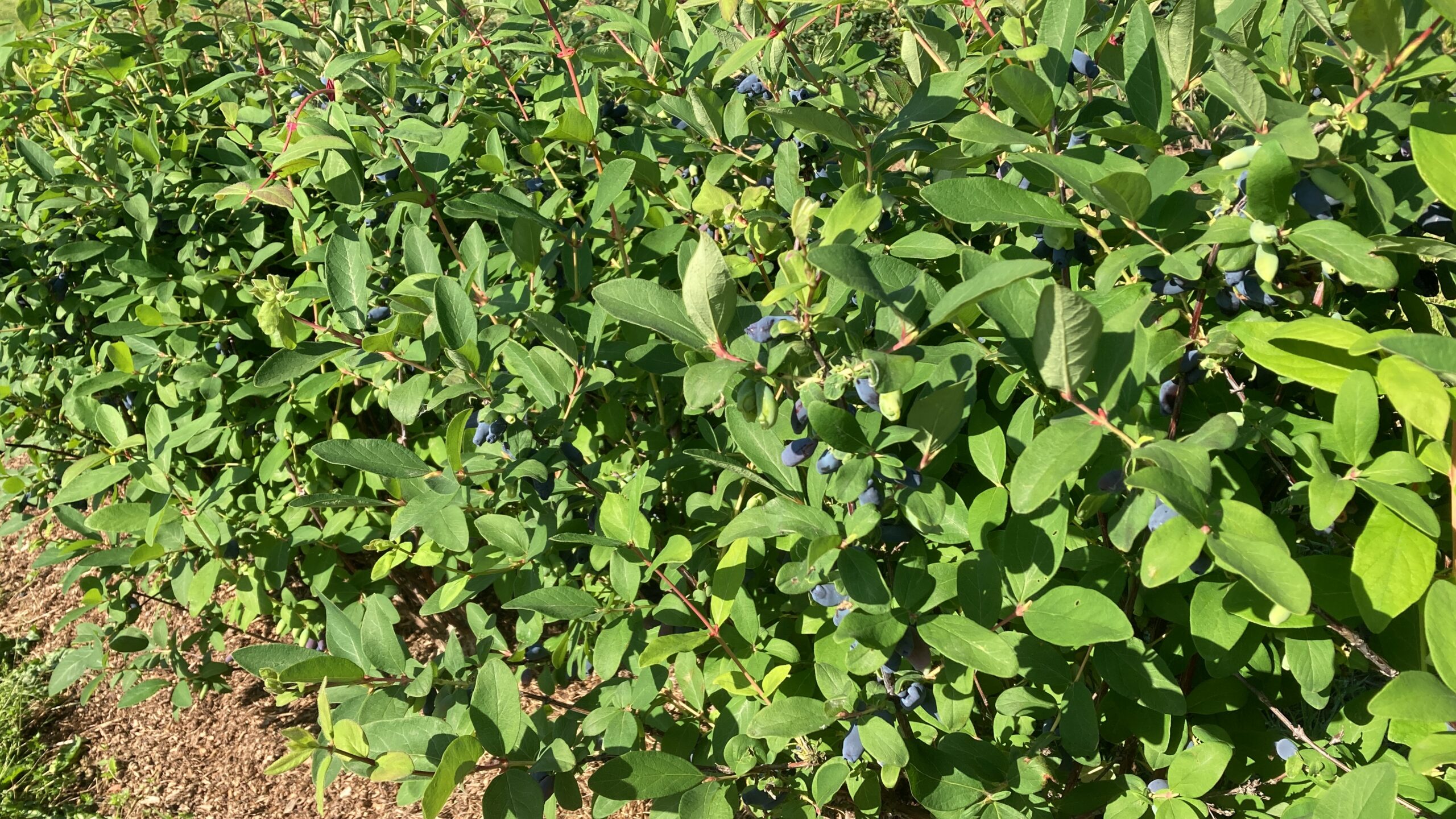 Maibeeren_Strauch